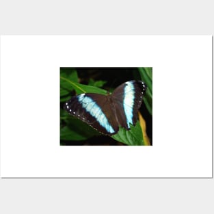 Blue Striped Butterfly Posters and Art